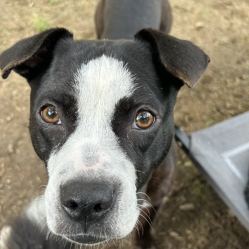 Black and white pup looking up at the camera