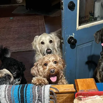 A group of daycare pups lined up waiting for treats
