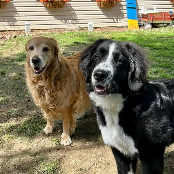 Harlee the golden retriever and Oliver the border collie mix in the yard