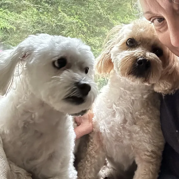 Two fluffy white pups snuggled up with ReNae